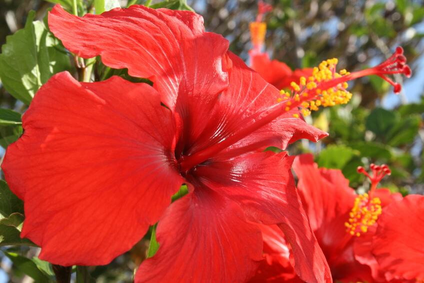 Hibiscus Rosa Sinensis Brilliant Tropical Hibiscus 1705